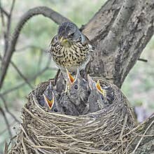 Fledgling chicks Song thrush sitting in nest, life nest with chicks in the wild