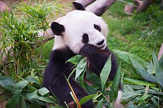 Giant panda bear eats bamboo leaves in a zoo in the Ocean park in Hong Kong, China.