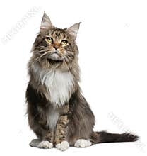 Maine coon, 2 years old