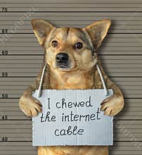 Bad dog chewed the internet cable 2