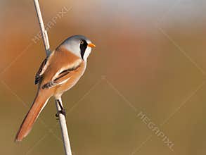Bearded Tit on a stick of reed
