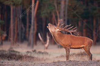 Red Deer grunt
