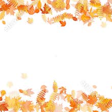 Autumn template with golden maple and oak leaves. EPS 10