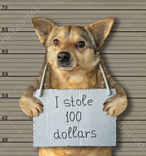 Bad dog stole 100 dollars