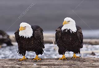 Bald Eagles