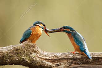Male & female Kingfisher with fish