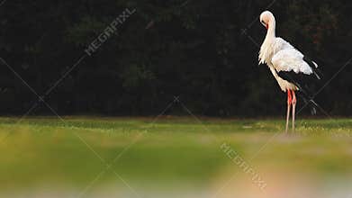 Nice white stork standing on the field and cleaning the plumage