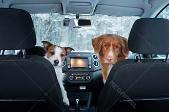 Two cute dogs in the car on the seat look. A trip with a pet. Nova Scotia Duck Tolling Retriever and a Jack Russell Terrier