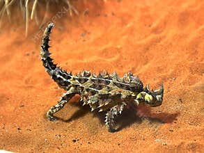 Australian thorny dragon lizard eats an ant