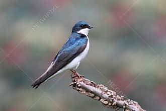 Tree Swallow on a stump