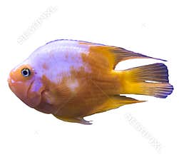 Orange tropical marine fish from the Indian Ocean.