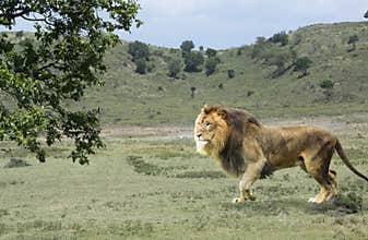 Large African male lion walking in green savannah of Tanzania, Africa