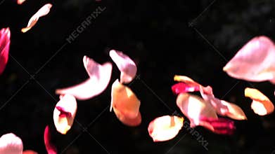 Colorful rose petals falling to the ground