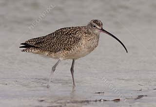 Long-billed Curlew