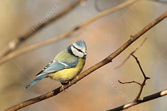 Blue tit - Parus caeruleus in the forest