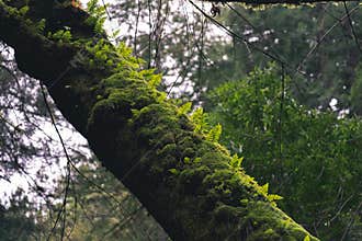 Mossy Tree in a lush forrest