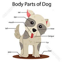 Illustrator of body parts of dog