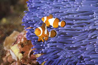 Clownfish