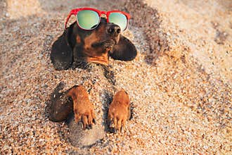 Cute dog of dachshund, black and tan, wearing red sunglasses, having relax and enjoying buried in the sand at the beach ocean on s