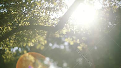 Beautiful natural green sunshine bokeh background. Blurry foliage of maple trees in backlight of sunset cozy shining sun