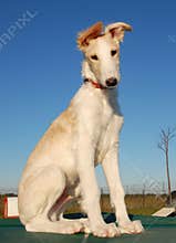 Puppy borzoi