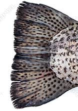 Tail on a trout fish on a white background