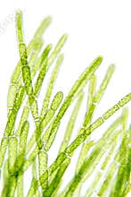 Algae under microscopic view