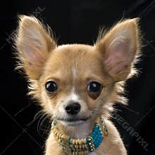 Red chihuahua puppy with a necklace portrait