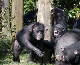 A group of Chimpanzees playing together
