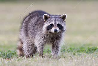 Raccoon