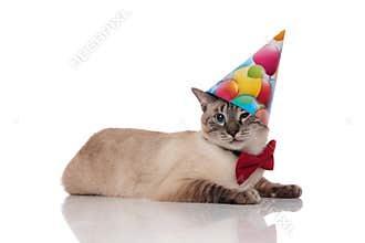Gentleman burmese cat lying and wearing a birthday hat