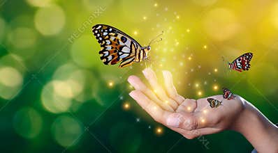 Butterflies are in the hands of girls with glittering lights sweet encounter between a human hand butterfly