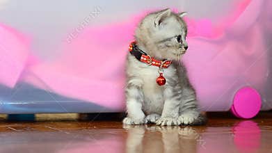 A young kitten gazing at the viewer curiously with a head tilt and turn left to right