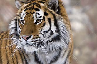 Siberian tiger