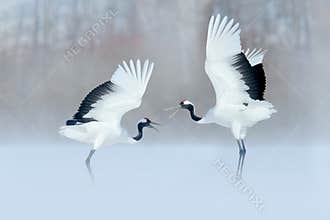 Crane in snowfall. Snowfall with Red-crowned crane on the meadow, Hokkaido, Japan. Bird feeding, winter scene with snowflakes. Eve