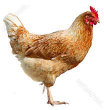 Beautiful Brown hen isolated on white background.