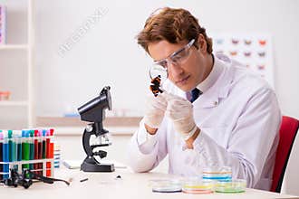 The scientist entomologist studying new butterfly species