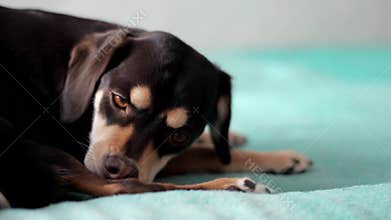 Small brown dog licking