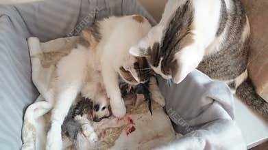 Feline birth. The cat gave birth to kittens. A cat washes its children.The cat licks the kittens immediately after birth