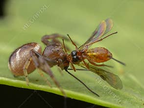 Little jumping spider eating his prey after catch it