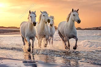 White horses in Camargue, France