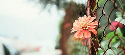 Red flower is growing through a fence. Crossing borders