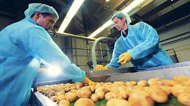 Food factory workers cut potatoes in halves on a conveyor.