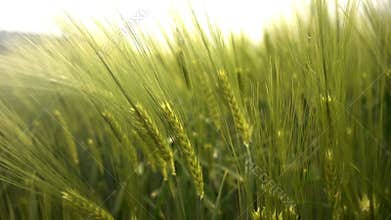 Green Wheat Field and beautiful background