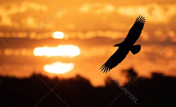 Eagle in flight at Sunset