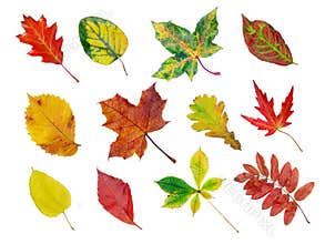 Fall leaf collection