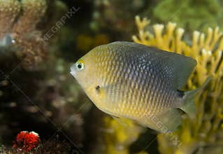 Threespot Damselfish