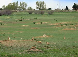 Prairie dogs colony in Cherry Creek State Park