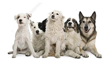 Group of dogs in front of white background
