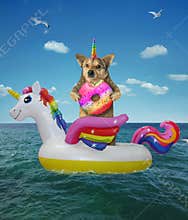 Dog eats a donut on inflatable circle